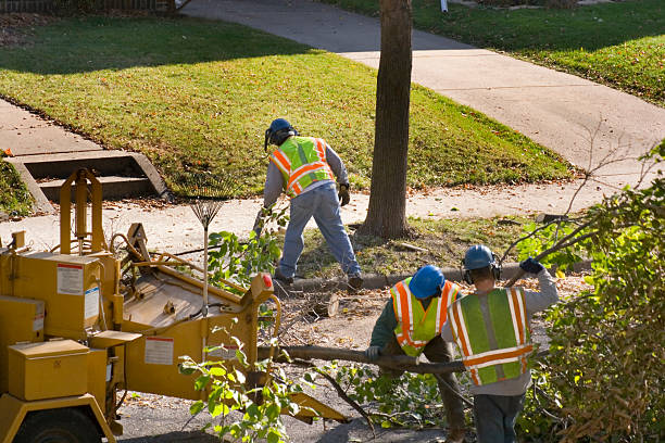 Palm Tree Trimming in Sparta, GA